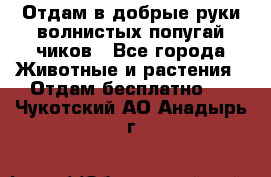 Отдам в добрые руки волнистых попугай.чиков - Все города Животные и растения » Отдам бесплатно   . Чукотский АО,Анадырь г.